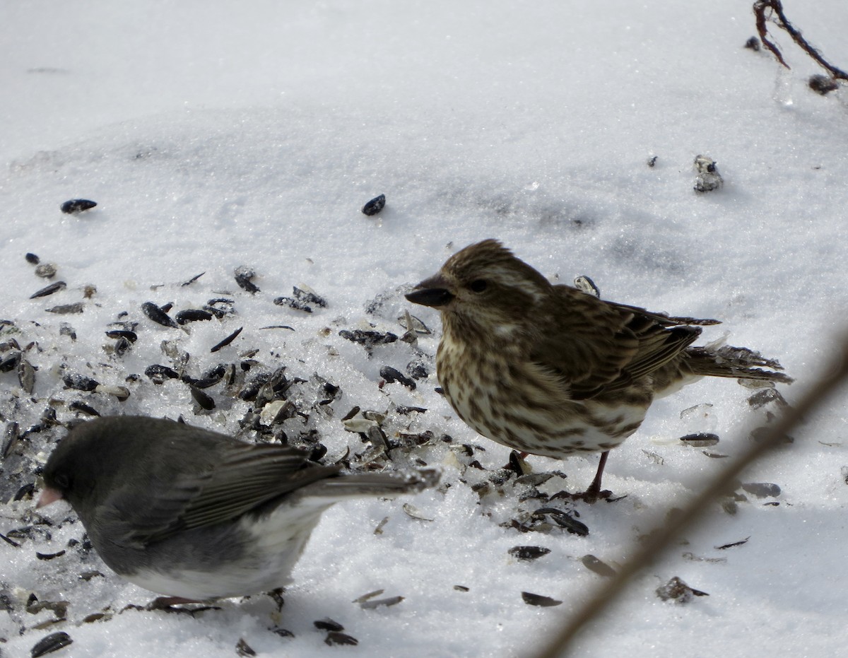 Purple Finch - ML81770341
