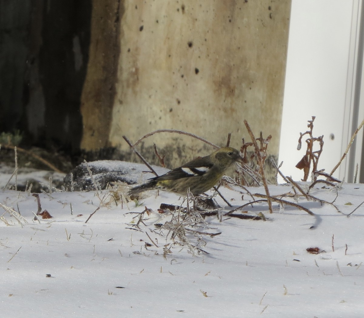 White-winged Crossbill - ML81770361