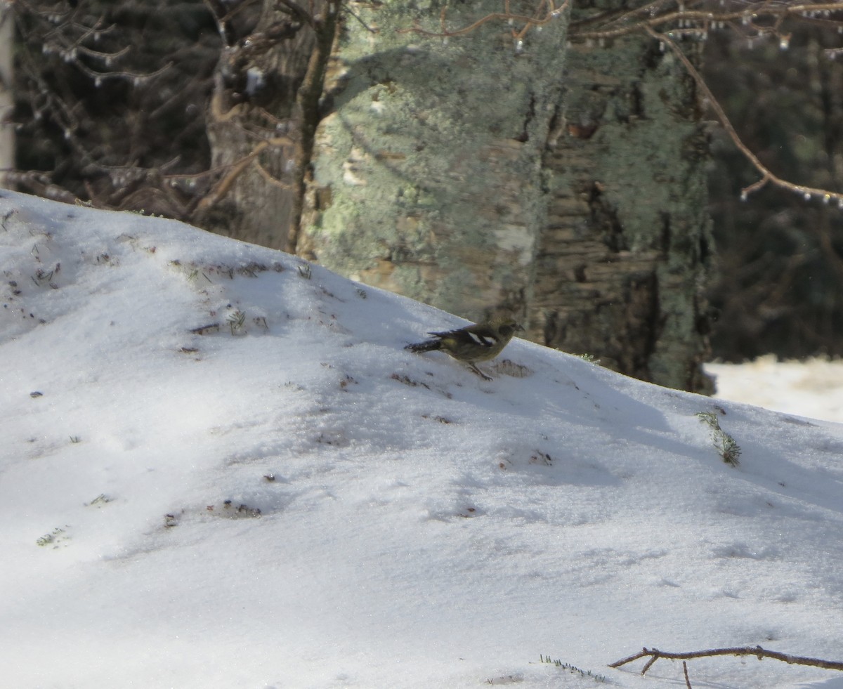 White-winged Crossbill - ML81770381