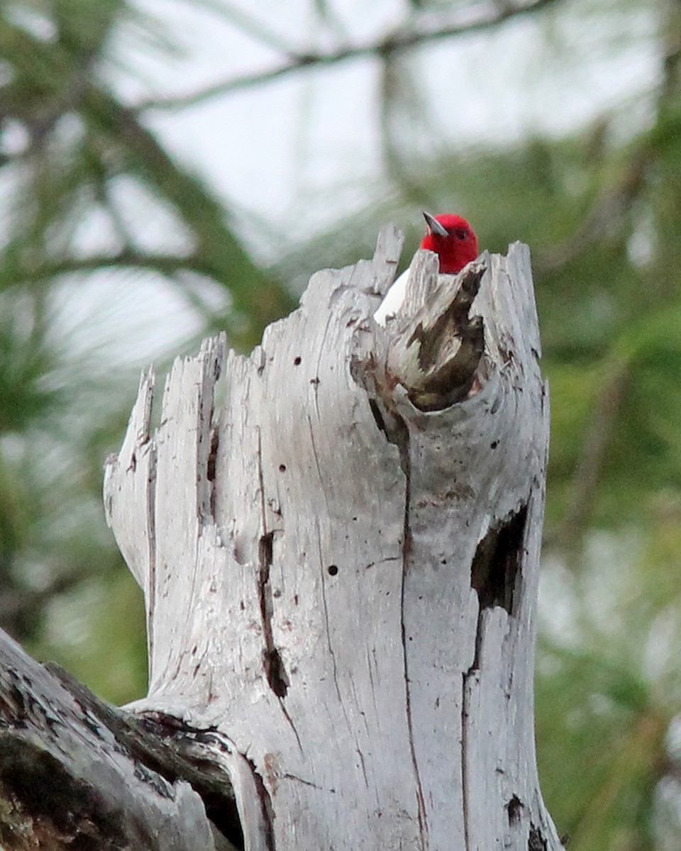 Red-headed Woodpecker - ML81770641