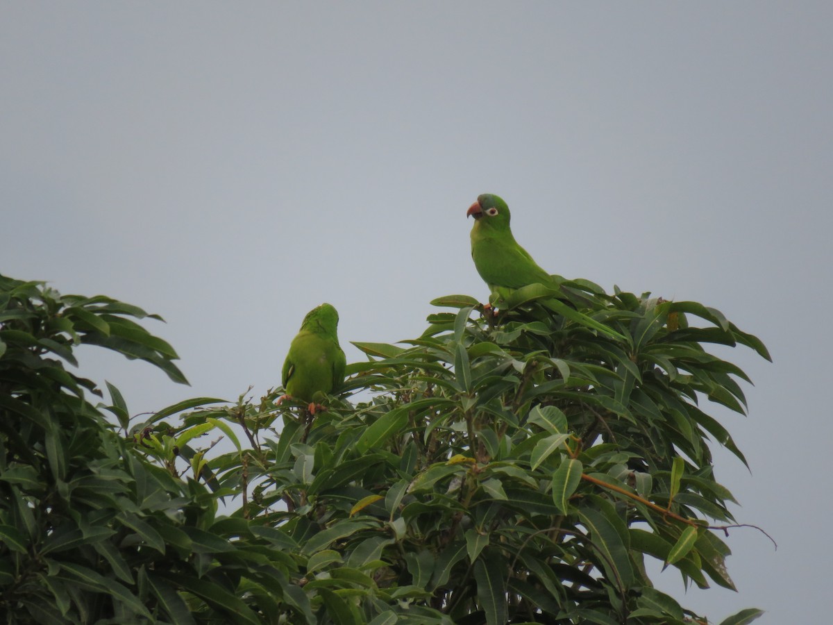 Blue-crowned Parakeet - Jose Martinez De Valdenebro