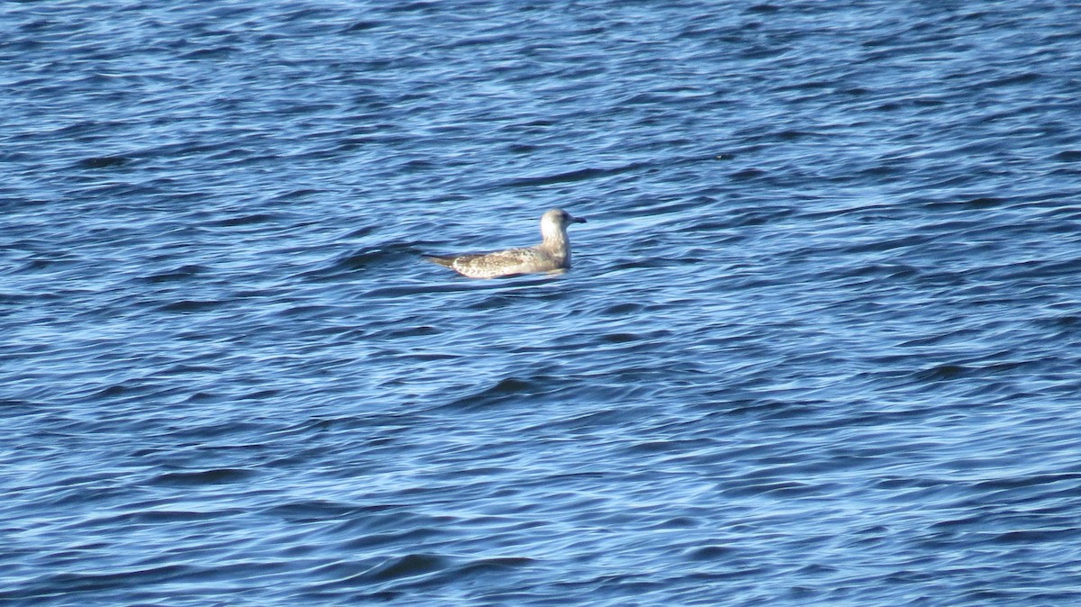 Gaviota Californiana - ML81771291