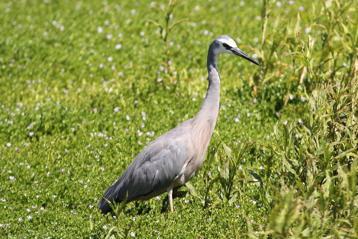 White-faced Heron - ML81771401