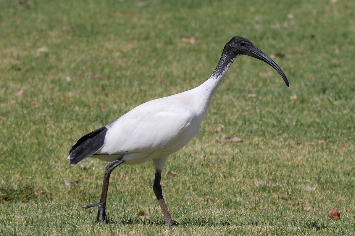 Australian Ibis - ML81771561