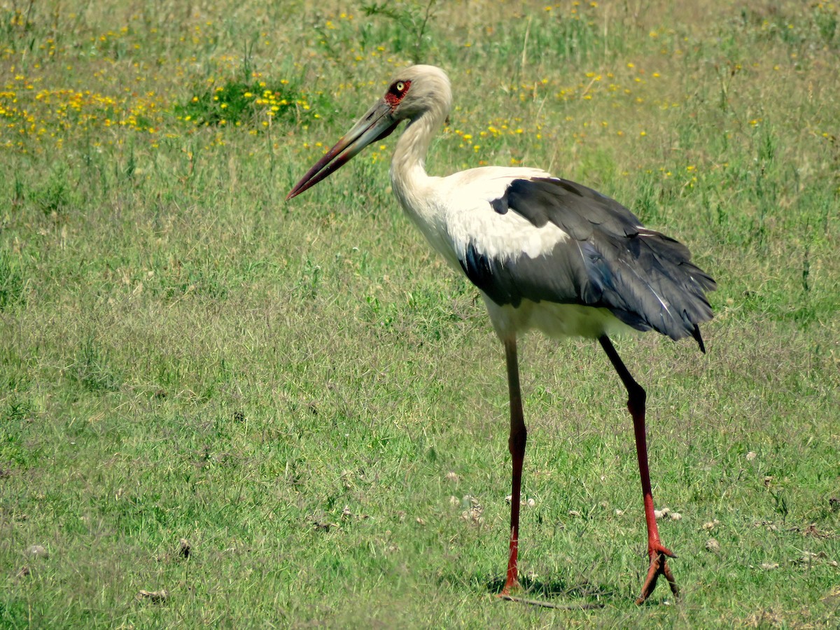 Maguari Stork - Diego Carús