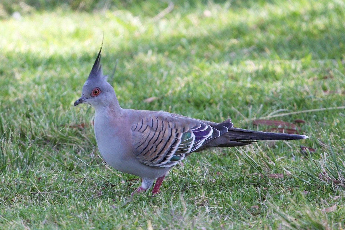 Crested Pigeon - Ray Turnbull