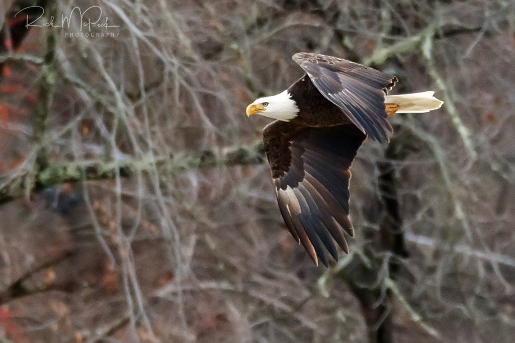 Bald Eagle - ML81773091