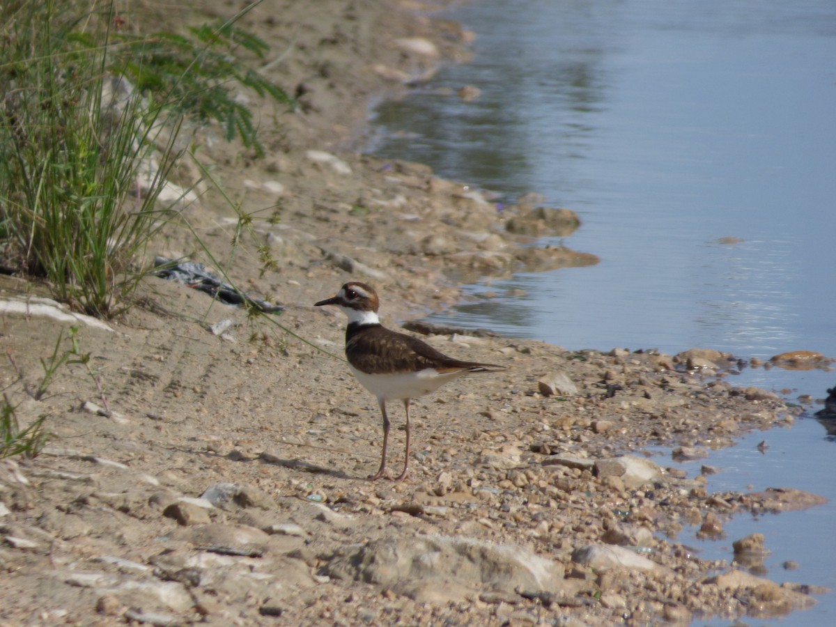 Killdeer - ML81774291