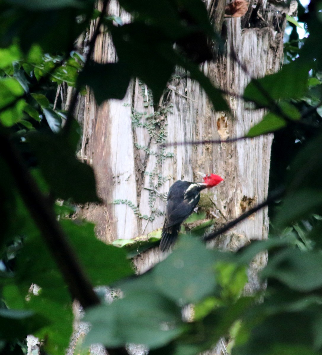 Pale-billed Woodpecker - ML81774311