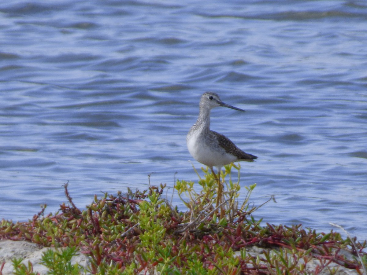 Lesser Yellowlegs - ML81774671