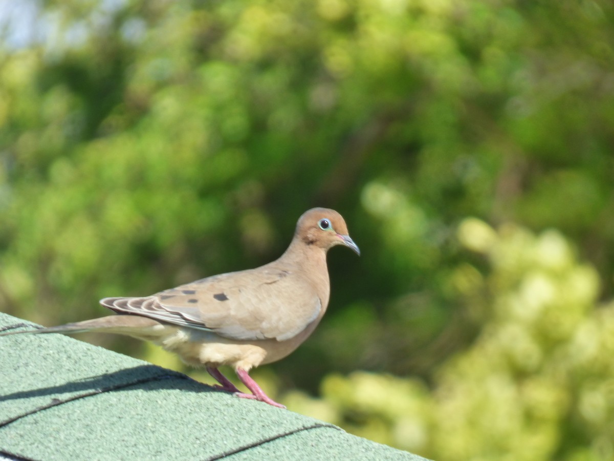 Mourning Dove - ML81775001