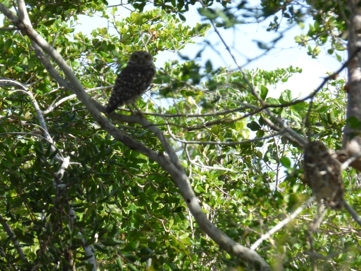 Burrowing Owl - ML81775801