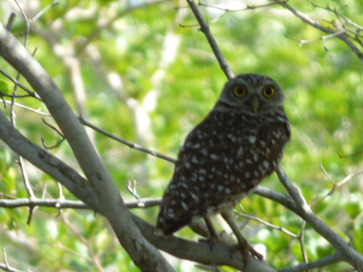 Burrowing Owl - ML81775991