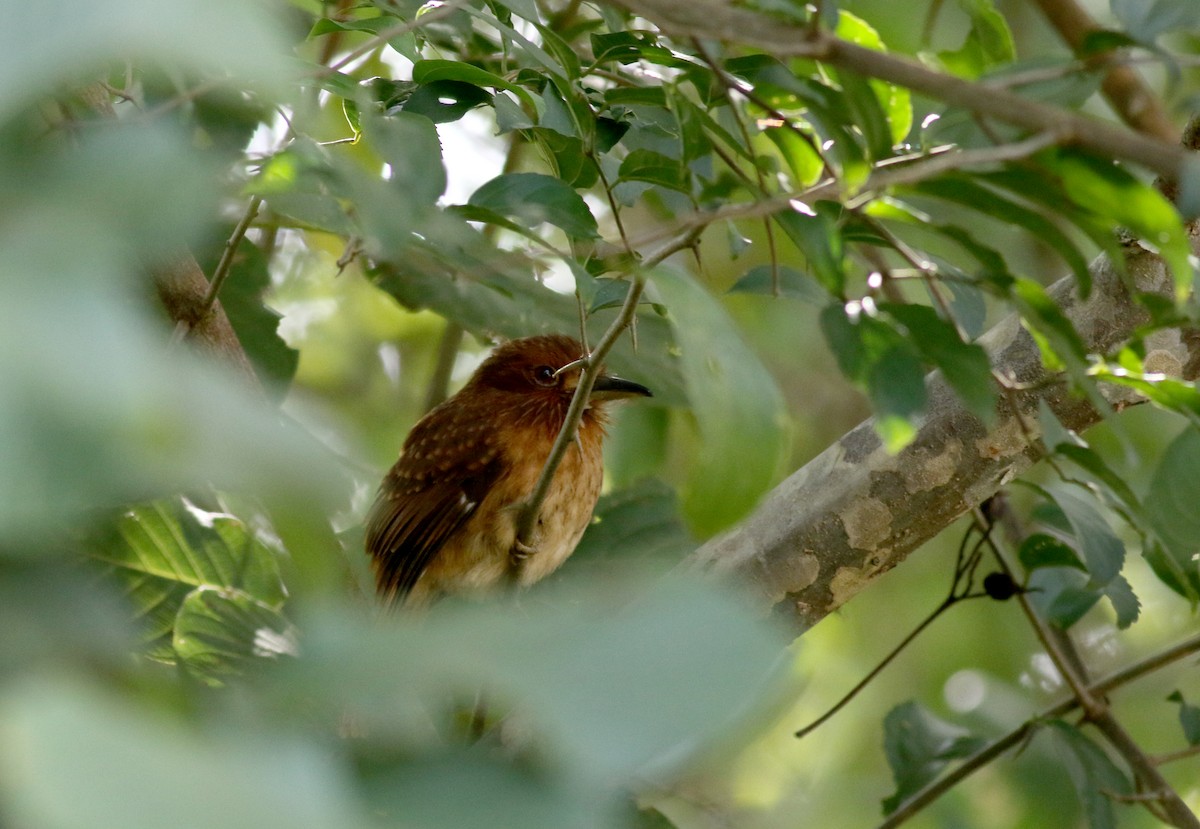 White-whiskered Puffbird - Jay McGowan