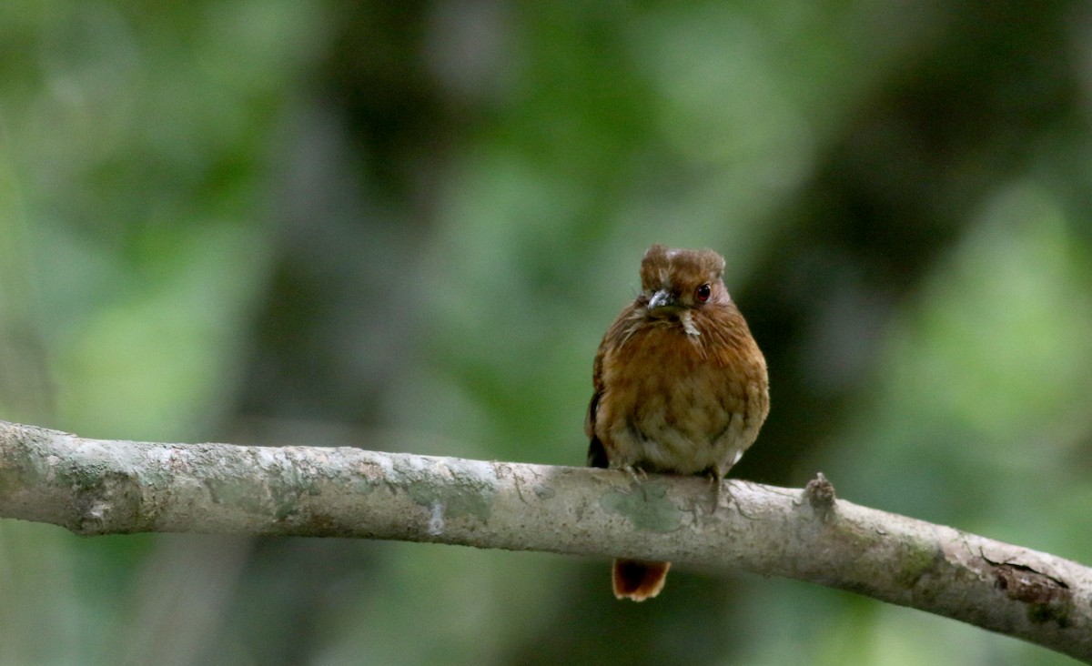 White-whiskered Puffbird - Jay McGowan