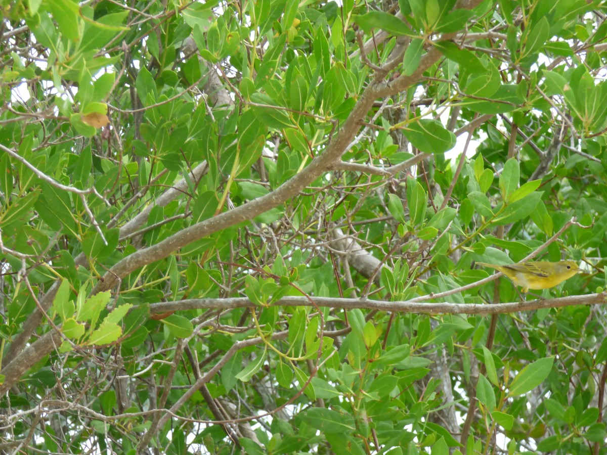 Yellow Warbler - ML81776281