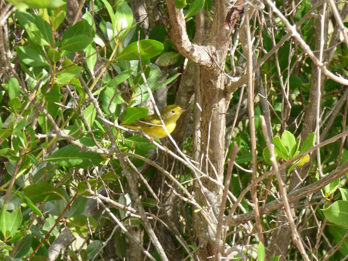 Yellow Warbler - ML81776451