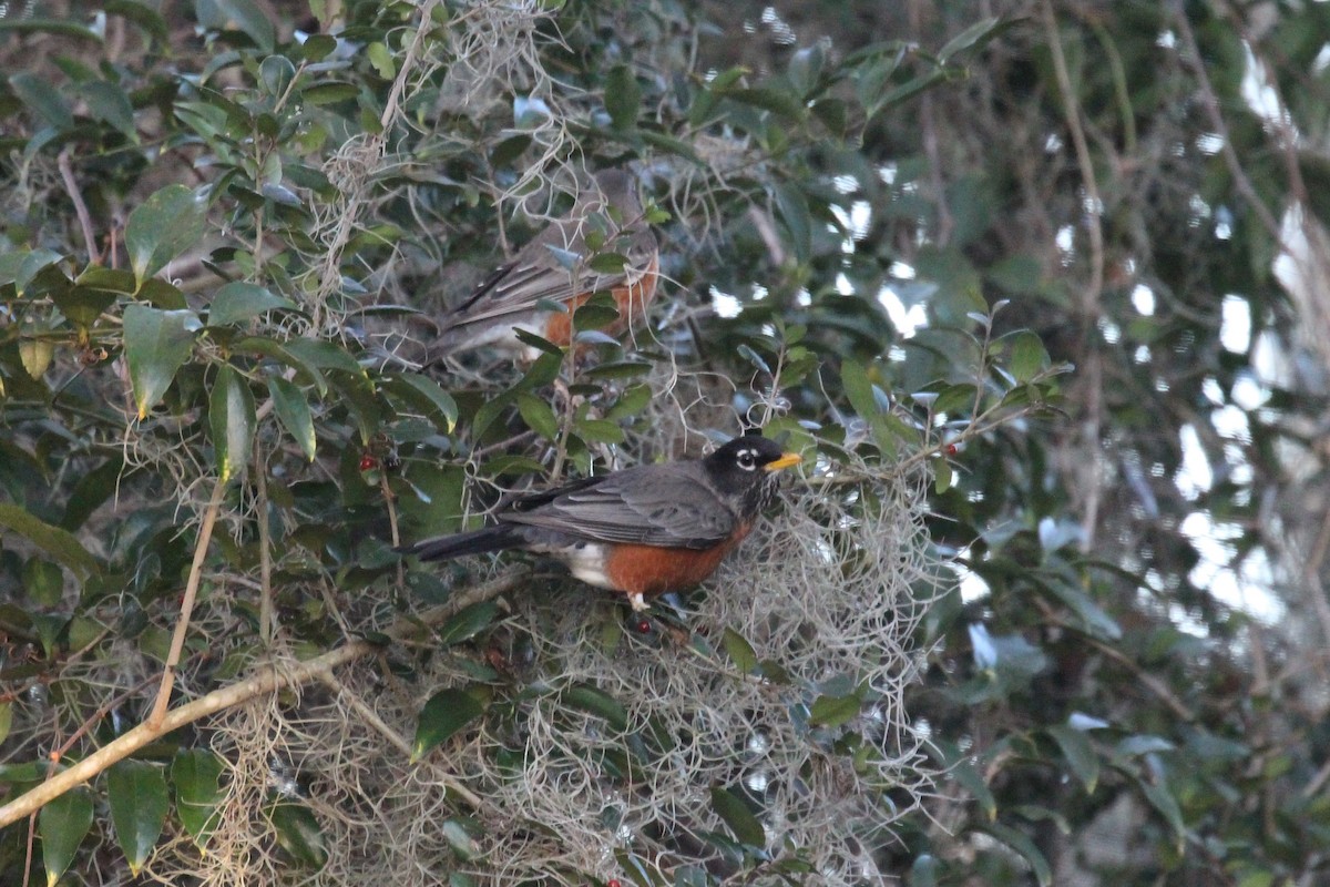 American Robin - ML81780411