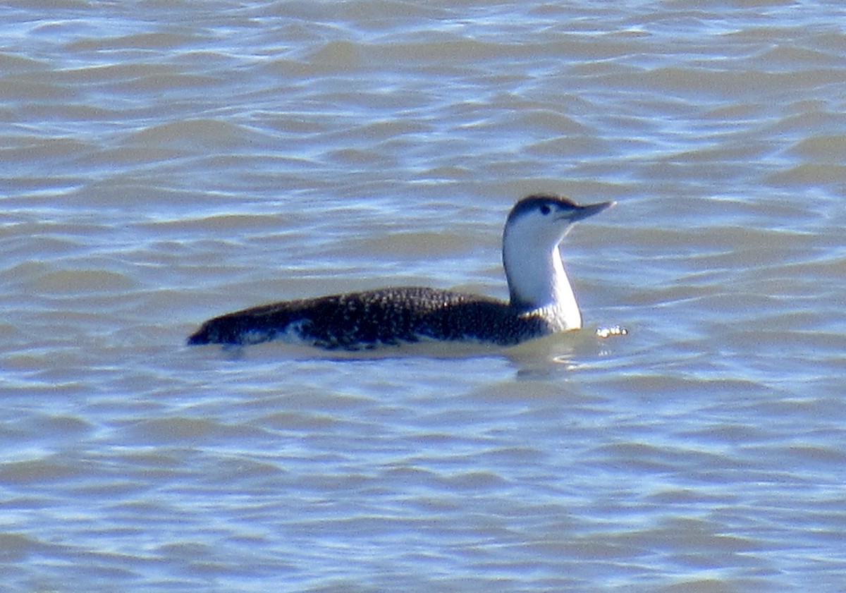 Red-throated Loon - Ed Blitch