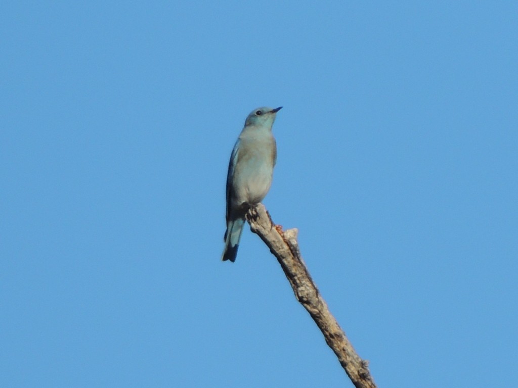 Mountain Bluebird - Brian Johnson