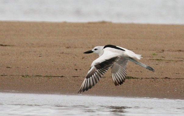 Crab-Plover - ML81782501