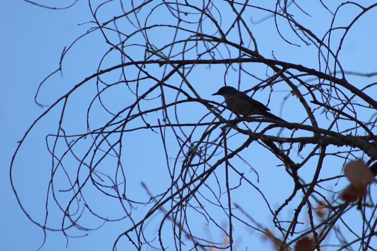 Woodhouse's Scrub-Jay - David Lerwill