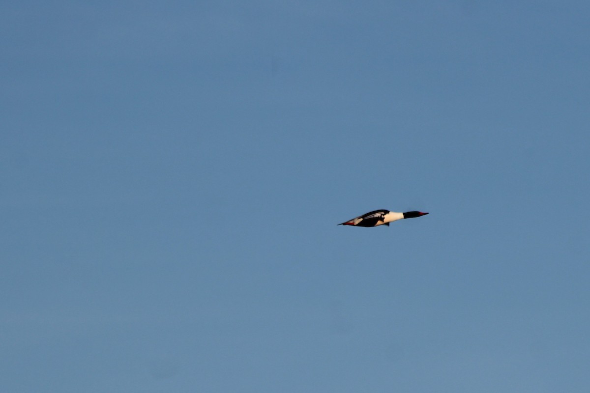 Common Merganser - David Lerwill