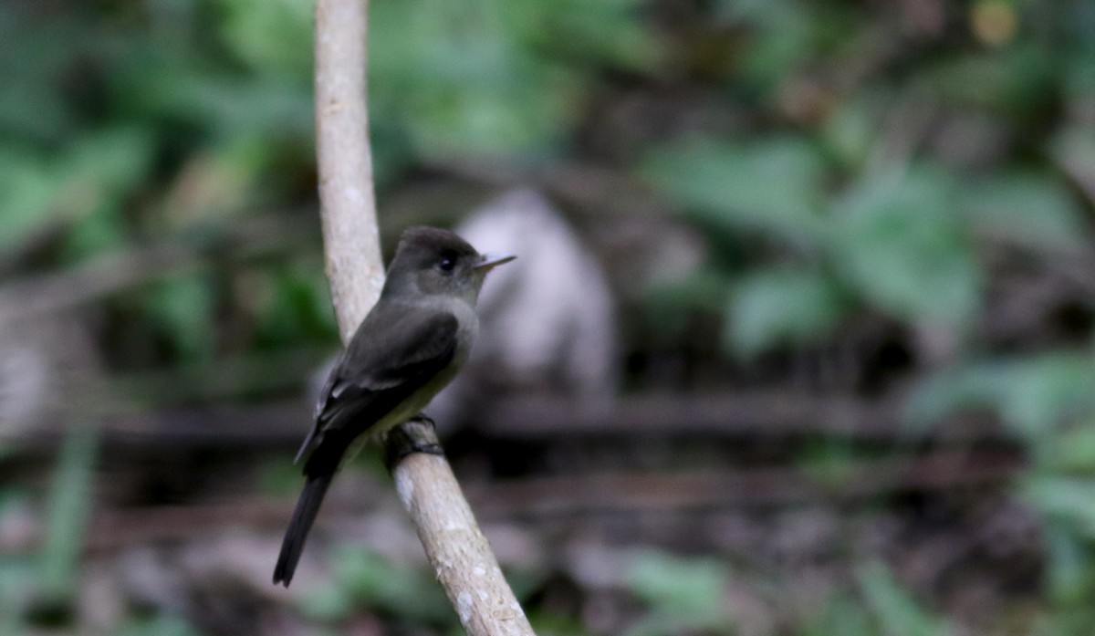 Northern Tropical Pewee - ML81784221