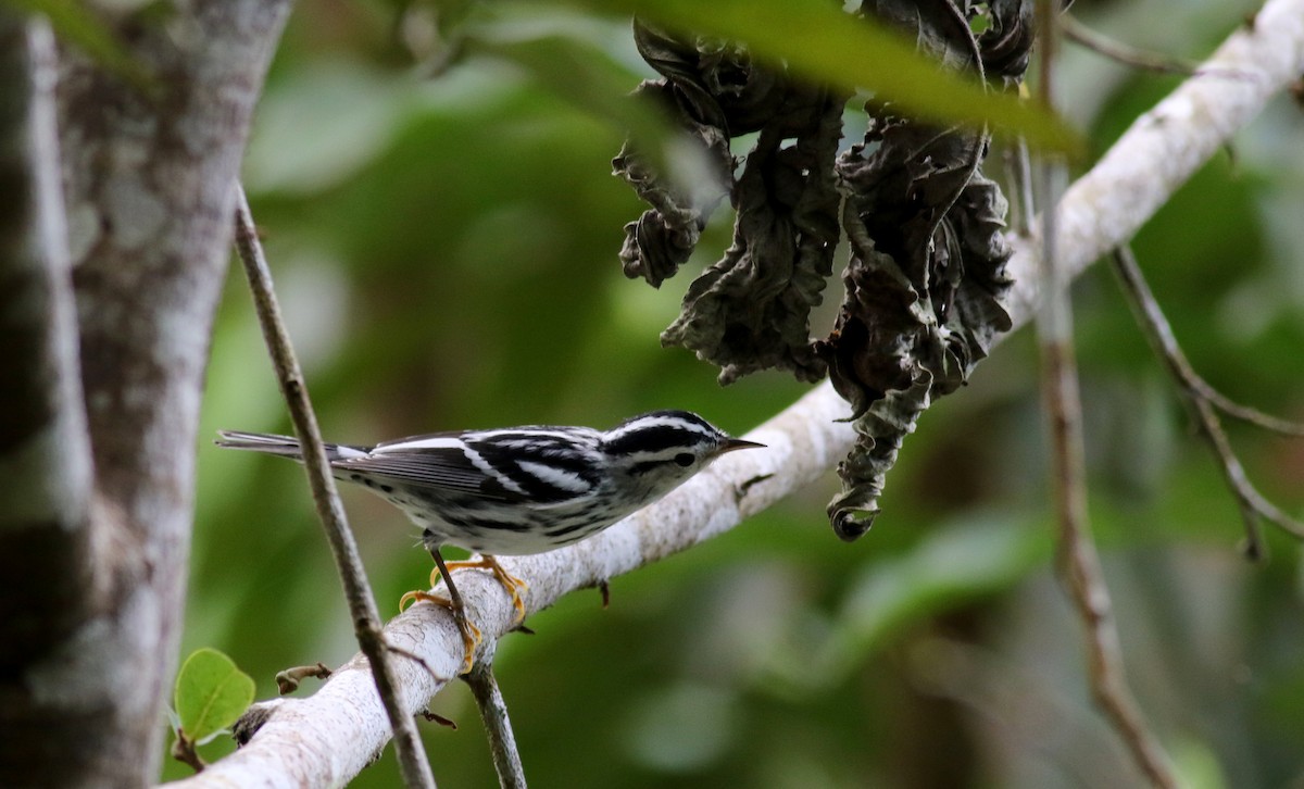 Black-and-white Warbler - ML81784411