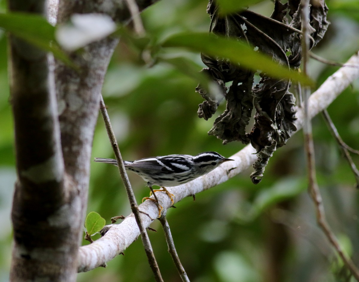 Black-and-white Warbler - ML81784471