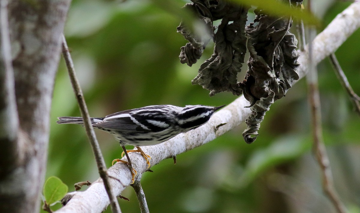 Black-and-white Warbler - ML81784571
