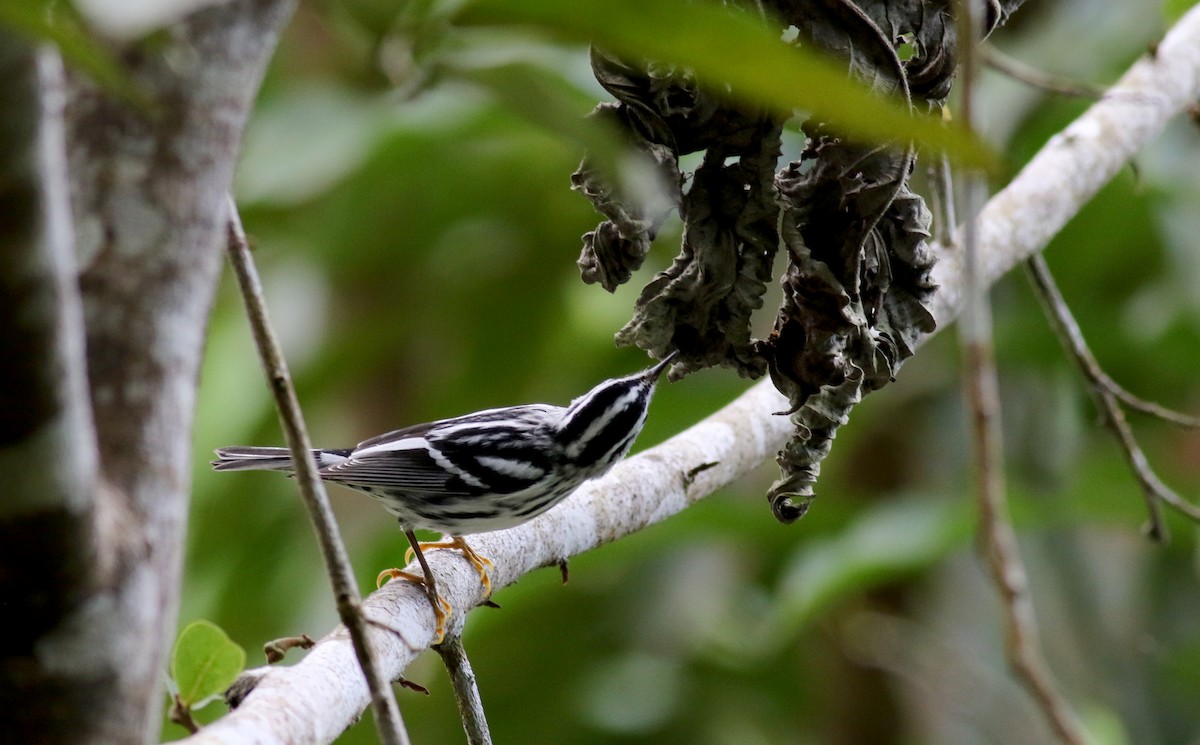 Black-and-white Warbler - ML81784651