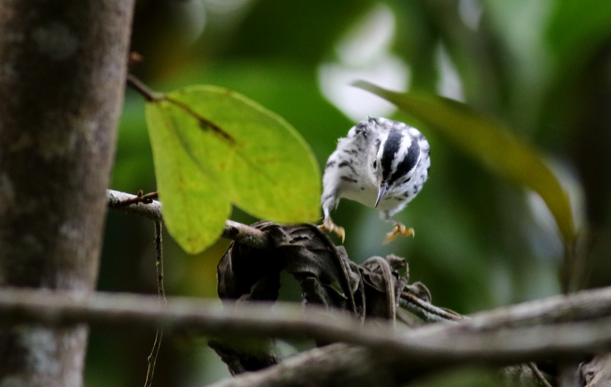 Black-and-white Warbler - ML81784661