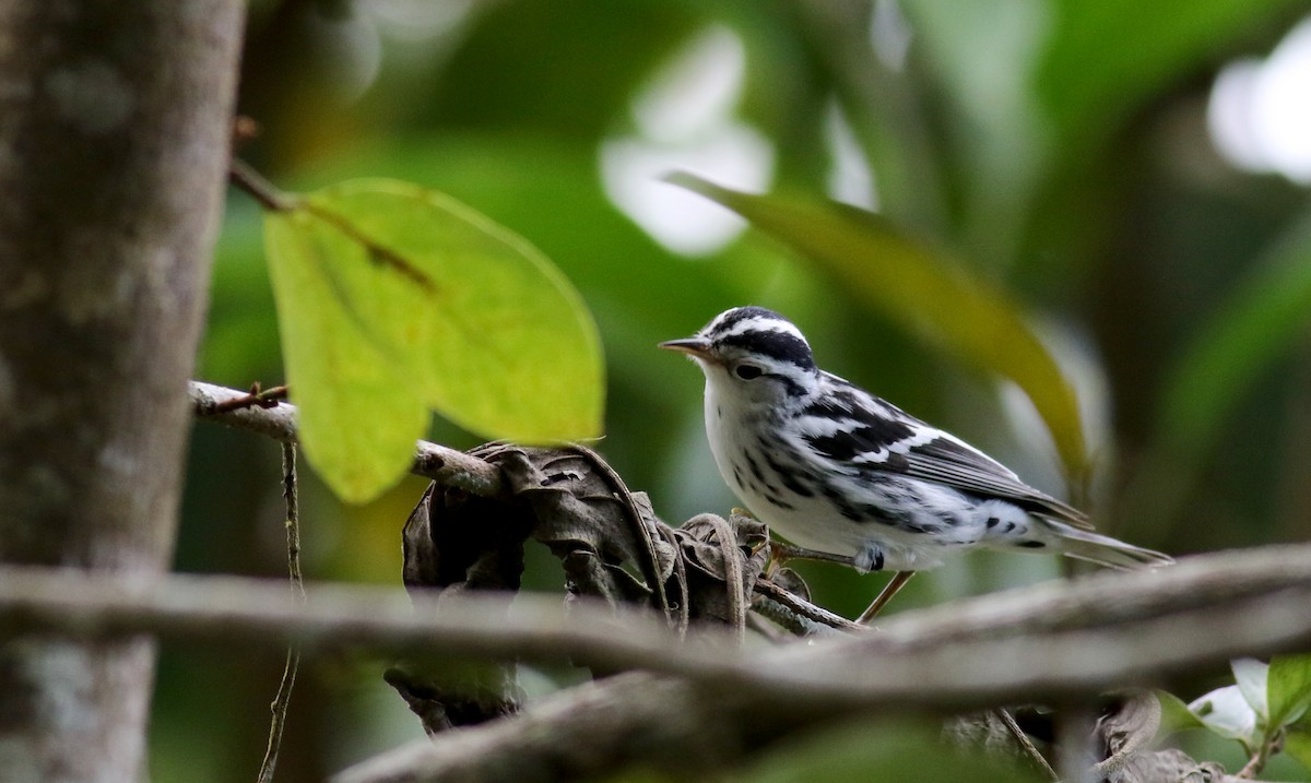 Black-and-white Warbler - ML81784681