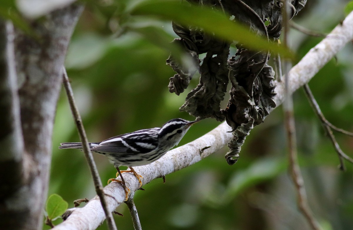 Black-and-white Warbler - ML81784711