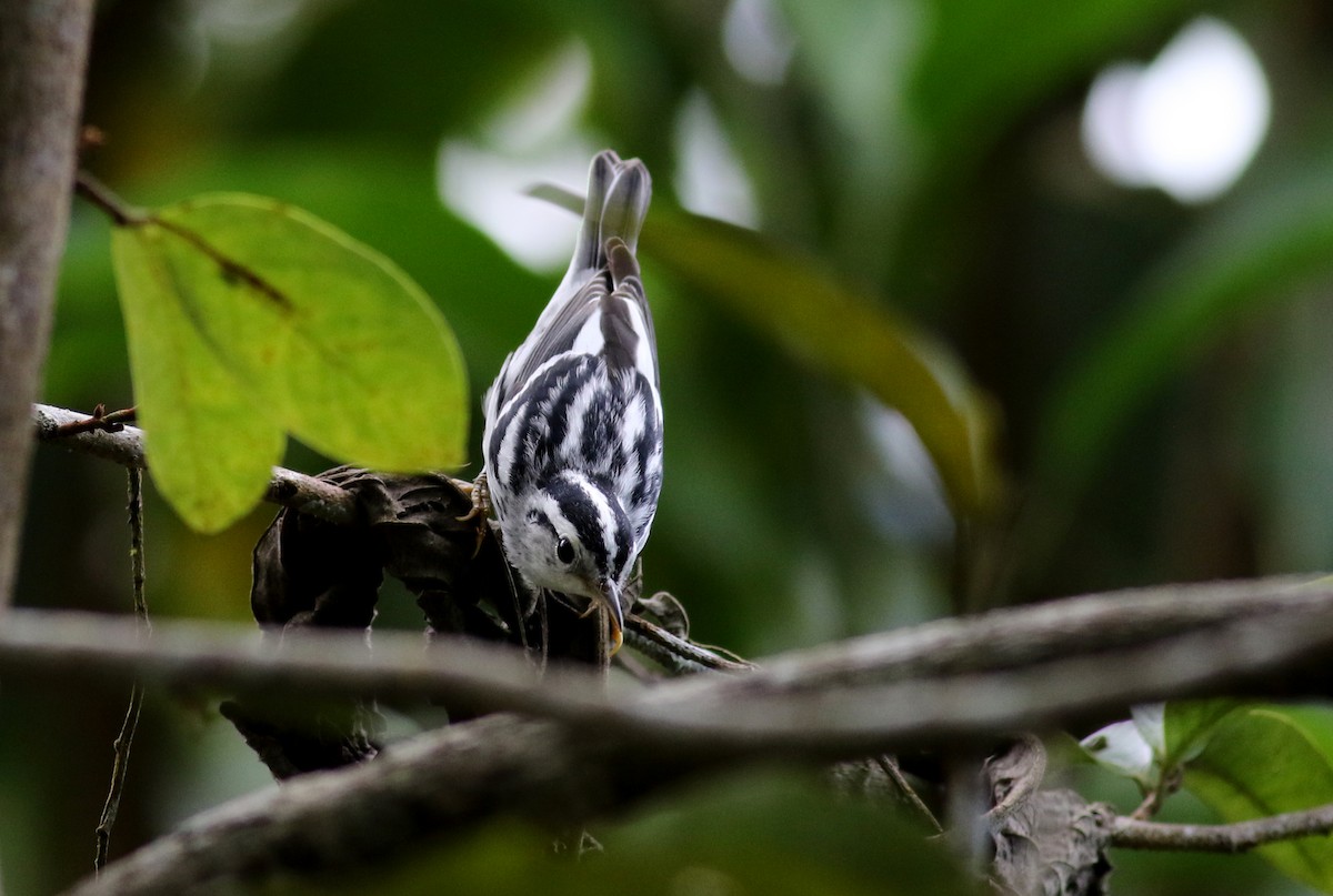 Black-and-white Warbler - ML81784781