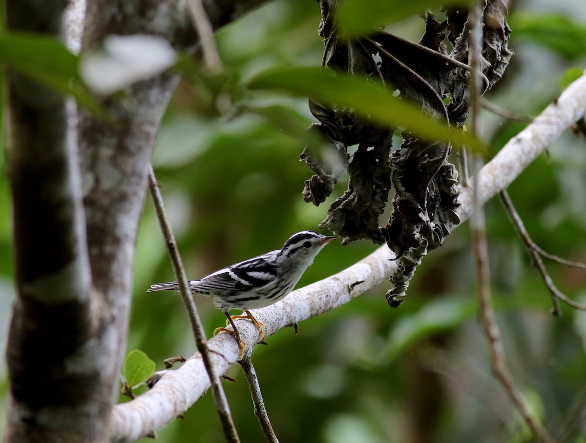 Black-and-white Warbler - ML81784801