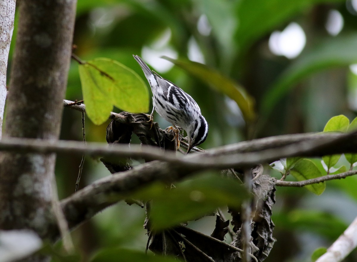 Black-and-white Warbler - ML81784891