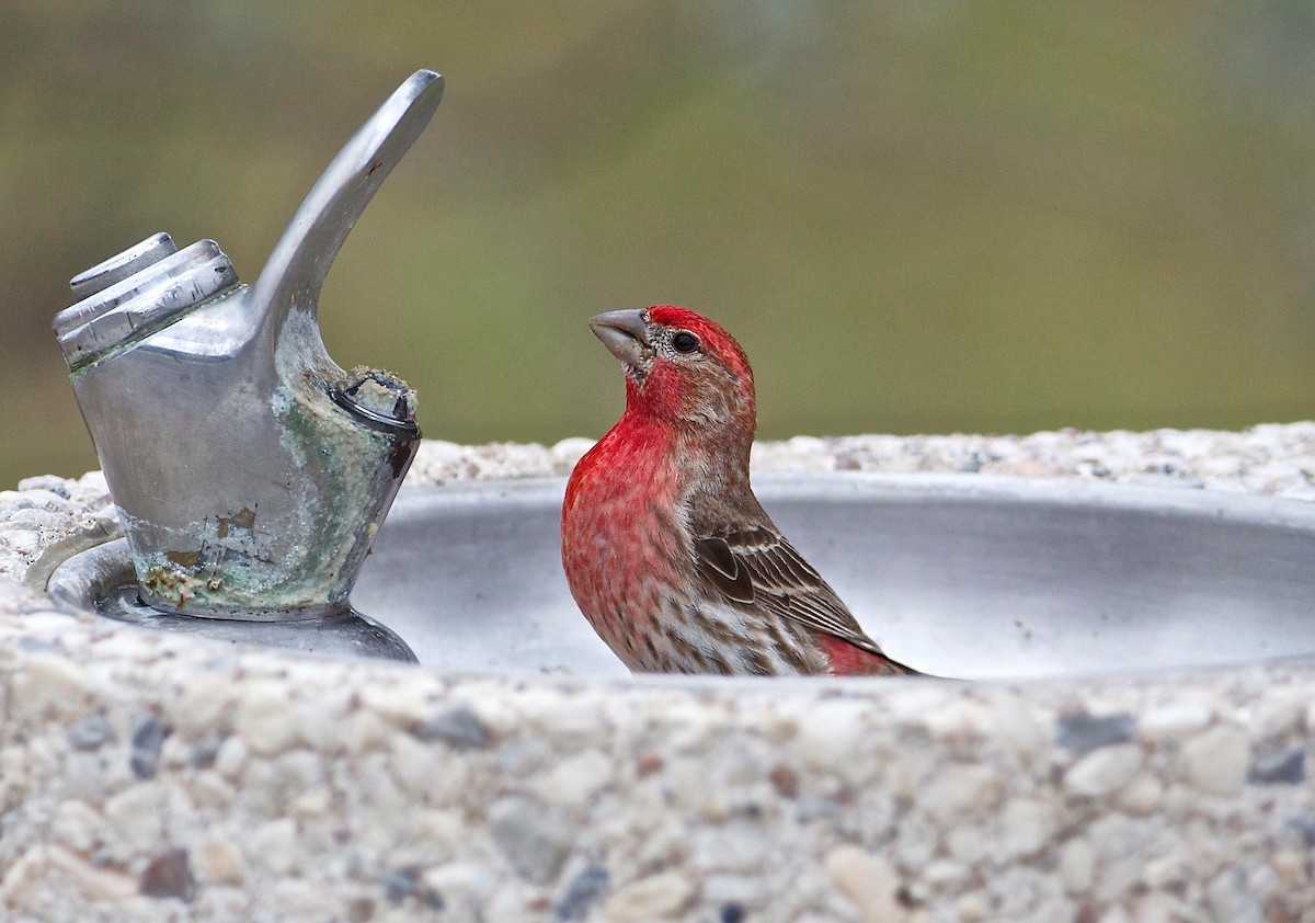 House Finch - Eric Barnes