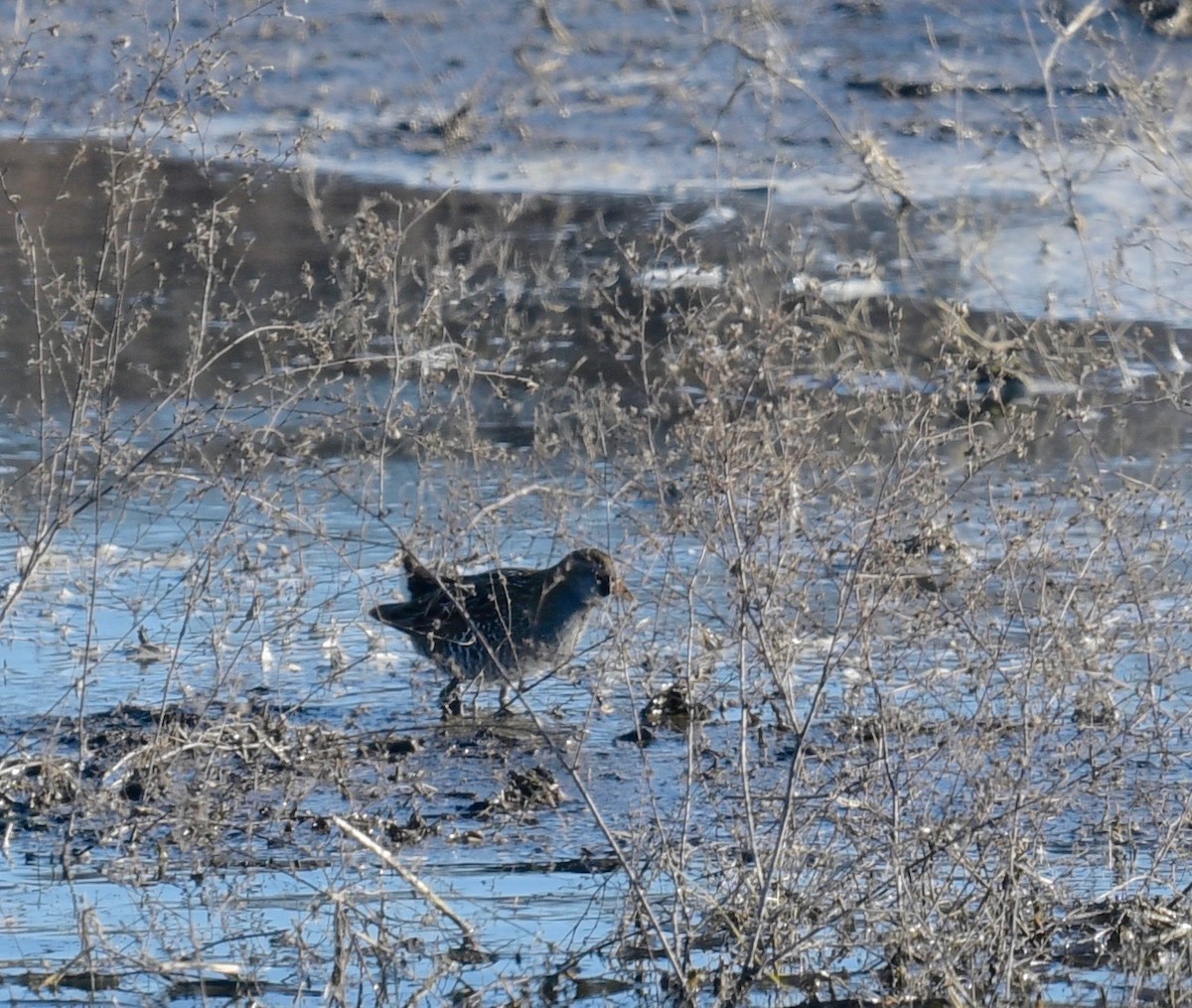 Погонич каролінський - ML81789511