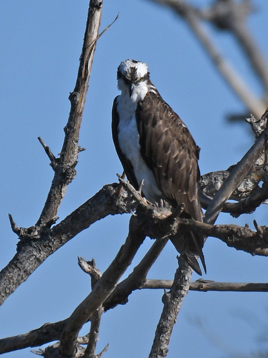 Osprey - Mike Stensvold