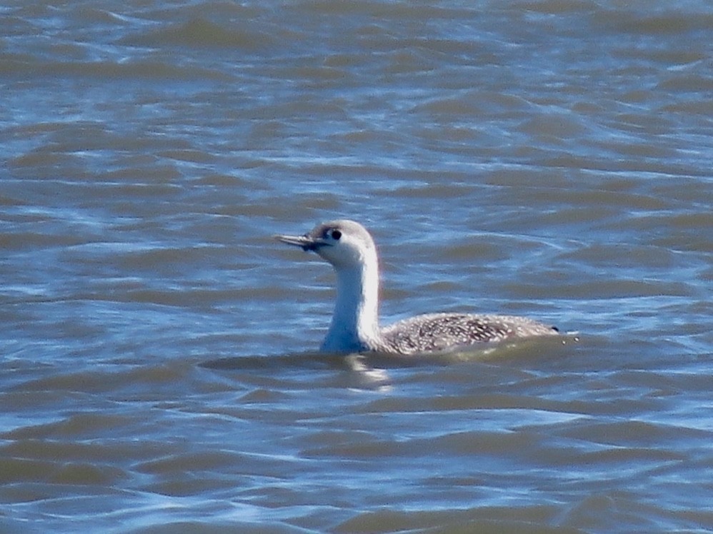 Red-throated Loon - Craig Watson