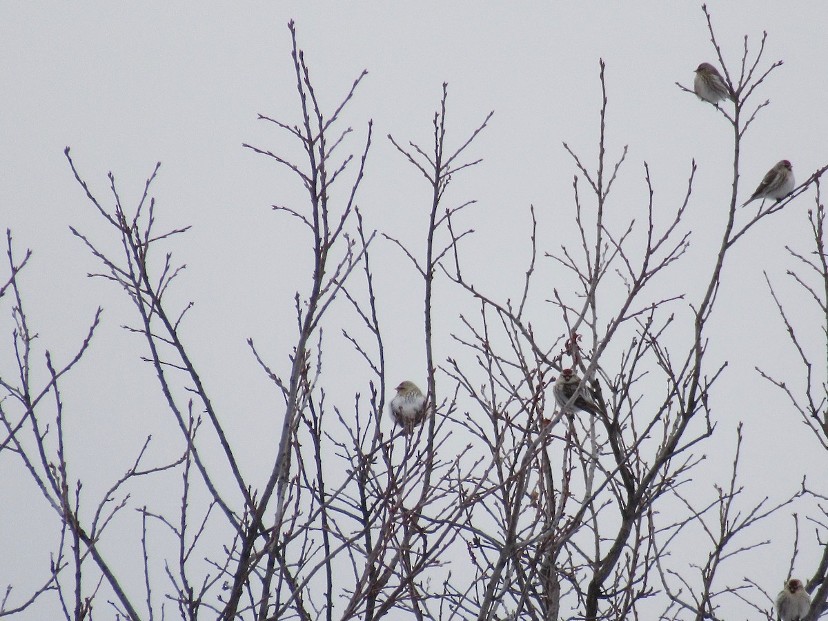 Hoary Redpoll - ML81790781