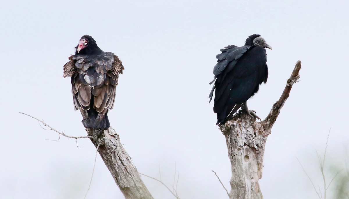 Turkey Vulture - ML81791171