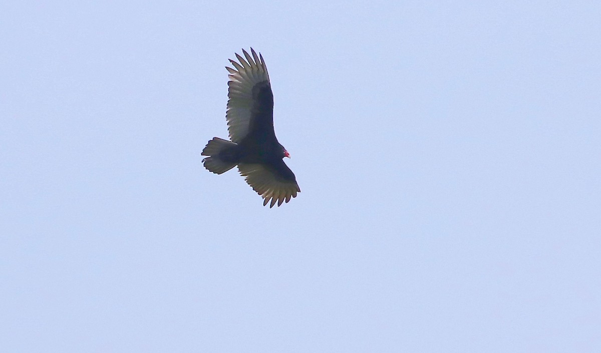 Turkey Vulture - ML81791181