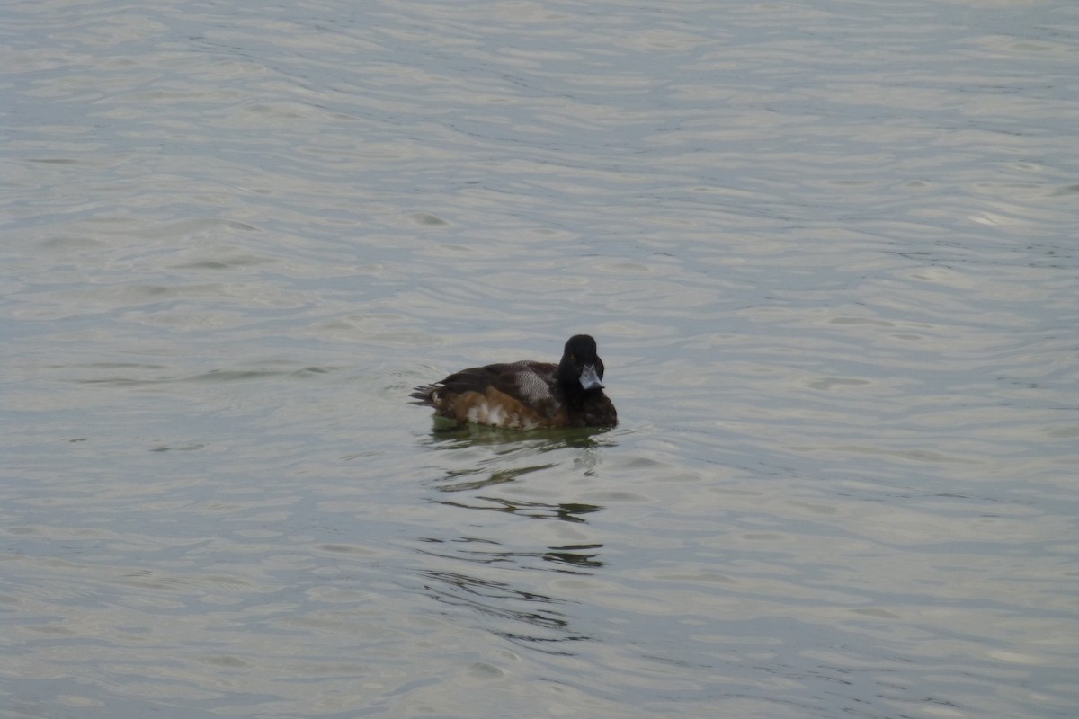 Greater Scaup - ML81792431