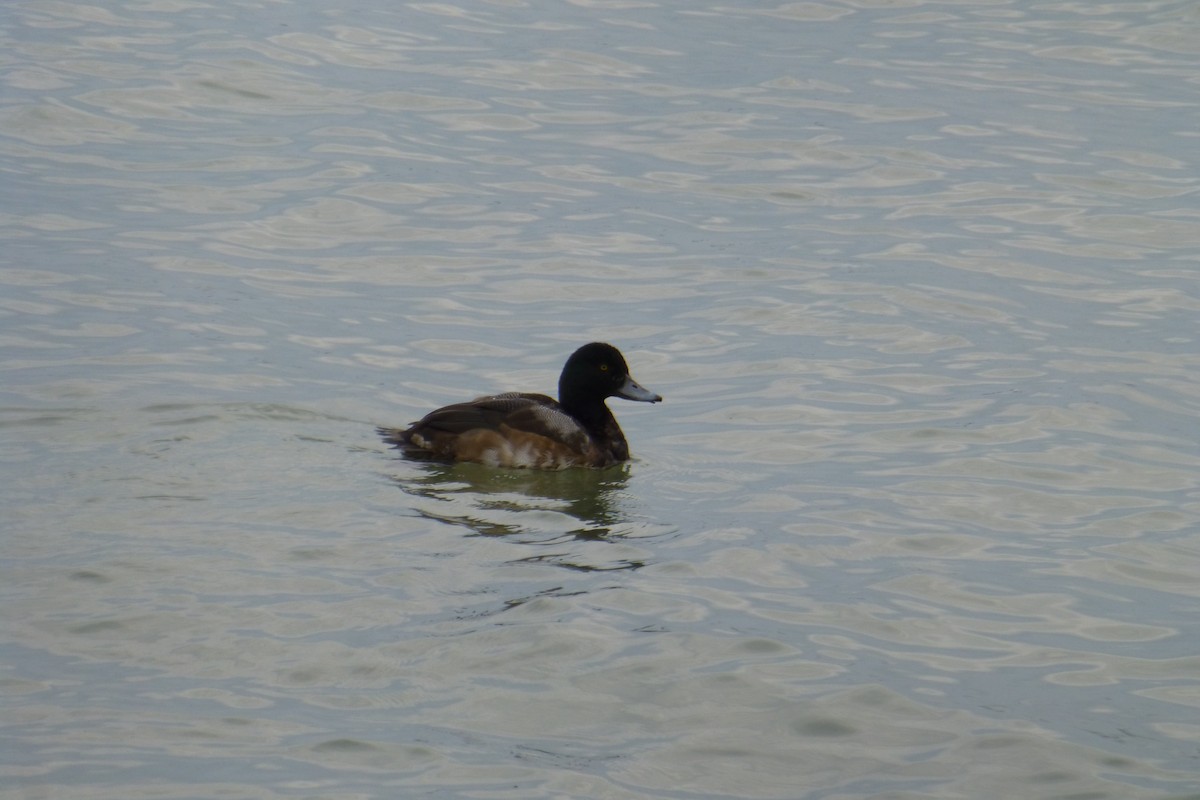 Greater Scaup - ML81792441