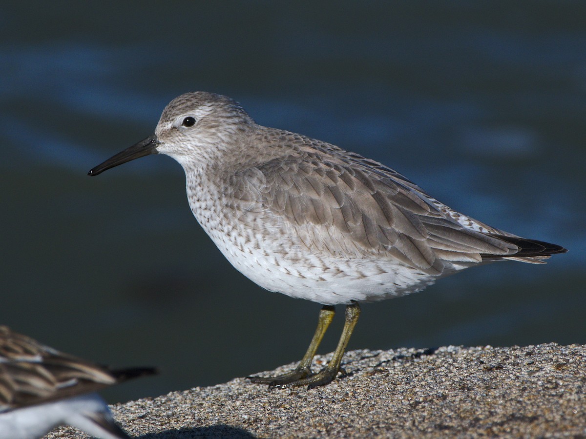 Red Knot - ML81792681