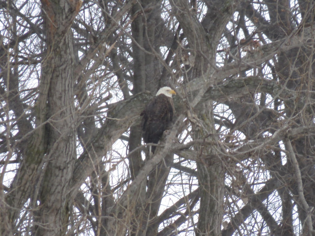 Bald Eagle - ML81792821