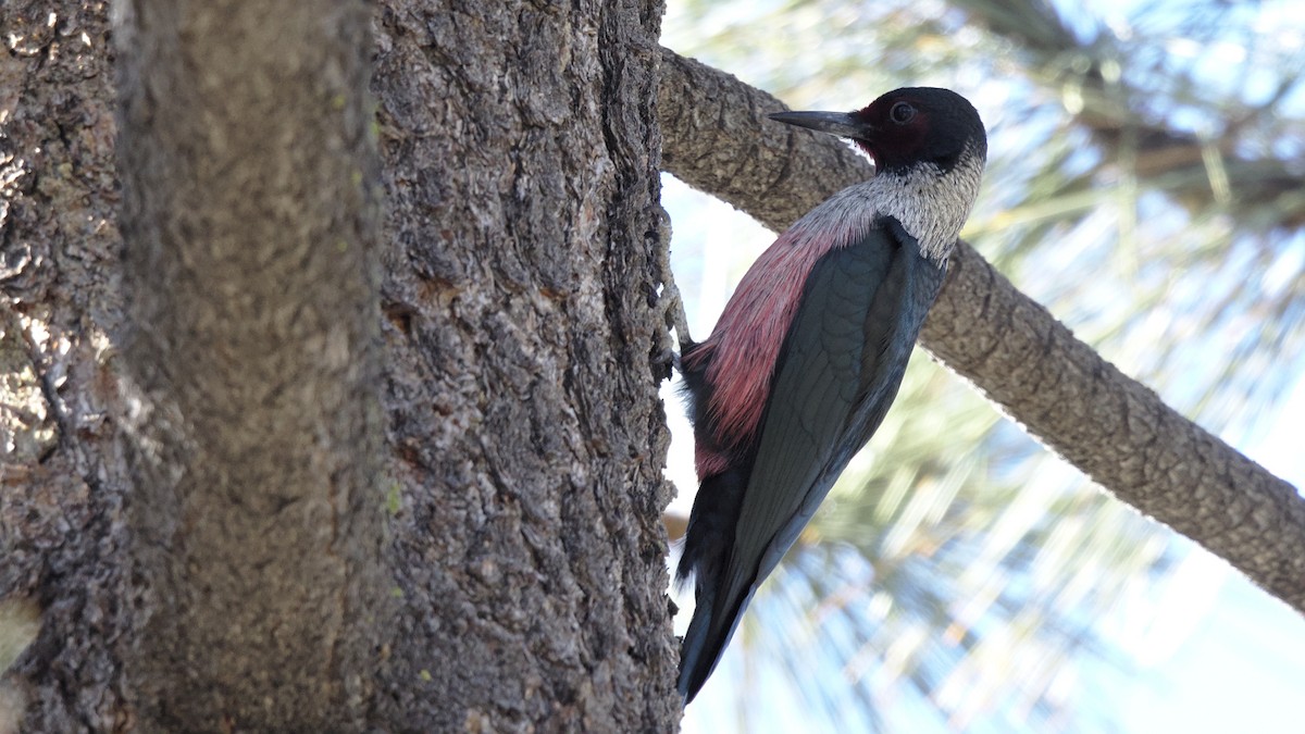 Lewis's Woodpecker - ML81794401